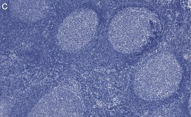 Anti-Cyclin A2 Antibody, clone 2K11 ZooMAb&#174; Rabbit Monoclonal recombinant, expressed in HEK 293 cells