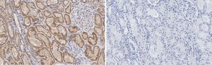 Anti-Claudin 6 Antibody, clone 1B22 ZooMAb&#174; Rabbit Monoclonal recombinant, expressed in HEK 293 cells