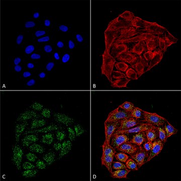 Monoclonal Anti-CD74 antibody produced in mouse clone 1B8