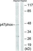 Anti-p47 PHOX, C-Terminal antibody produced in rabbit affinity isolated antibody
