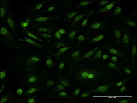 Monoclonal Anti-CSE1L antibody produced in mouse clone 1C1, purified immunoglobulin, buffered aqueous solution