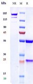 Anti-VEGFC Reference Antibody