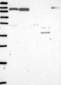 Anti-IL16 antibody produced in rabbit Prestige Antibodies&#174; Powered by Atlas Antibodies, affinity isolated antibody, buffered aqueous glycerol solution