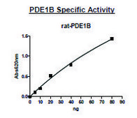 PDE1B active rat recombinant, expressed in baculovirus infected Sf9 cells, &#8805;70% (SDS-PAGE)