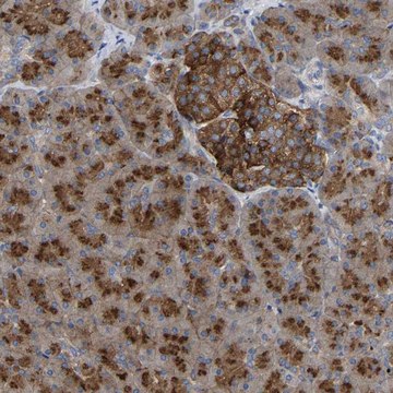 Anti-PPP1R15A antibody produced in rabbit Prestige Antibodies&#174; Powered by Atlas Antibodies, affinity isolated antibody, buffered aqueous glycerol solution, Ab1