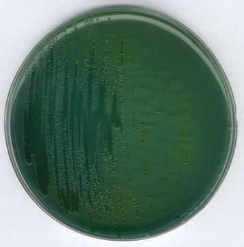 GranuCult&#174; prime Thiosulfate Citrate Bile Sucrose (TCBS) Agar acc. FDA-BAM, ISO 21872