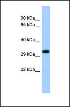 Anti-USF1 antibody produced in rabbit affinity isolated antibody