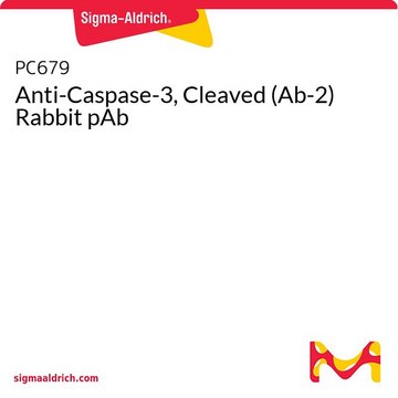 Anti-Caspase-3, Cleaved (Ab-2) Rabbit pAb