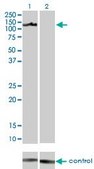 Monoclonal Anti-AXL antibody produced in mouse clone 6C8, purified immunoglobulin, buffered aqueous solution