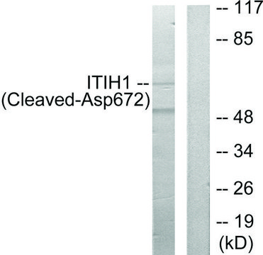 Anti-ITIH1 (Cleaved-Asp672) antibody produced in rabbit affinity isolated antibody