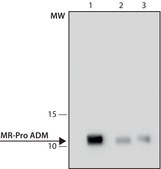 Anti-MR-Pro ADM antibody, Mouse monoclonal clone MR2.1, purified from hybridoma cell culture