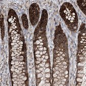 Anti-CASP4 antibody produced in rabbit Prestige Antibodies&#174; Powered by Atlas Antibodies, affinity isolated antibody, buffered aqueous glycerol solution