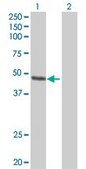 Anti-FAIM3 antibody produced in mouse purified immunoglobulin, buffered aqueous solution