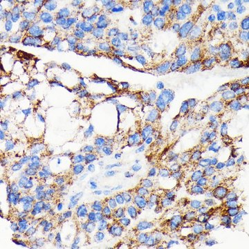 Anti-AIF antibody produced in rabbit