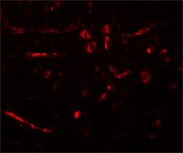 Anti-CDX2 antibody produced in rabbit affinity isolated antibody, buffered aqueous solution