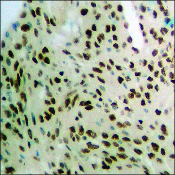 Anti-phospho-POLR2A (pSer1619) antibody produced in rabbit affinity isolated antibody