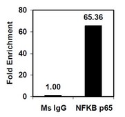 Magna ChIP&#174; A/G Chromatin Immunoprecipitation Kit Single day chromatin immunoprecipitation (ChIP) kit containing all necessary reagents to perform 22 individual chromatin immunoprecipitation (ChIP) reactions using magnetic A/G beads.