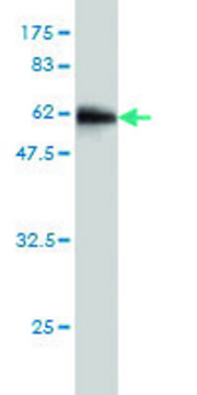 Monoclonal Anti-SDSL antibody produced in mouse clone 2F8-6C9, purified immunoglobulin, buffered aqueous solution