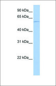 Anti-HDAC1 antibody produced in rabbit affinity isolated antibody