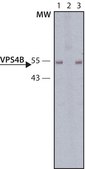 Anti-VPS4B antibody produced in rabbit ~1.0&#160;mg/mL, affinity isolated antibody, buffered aqueous solution