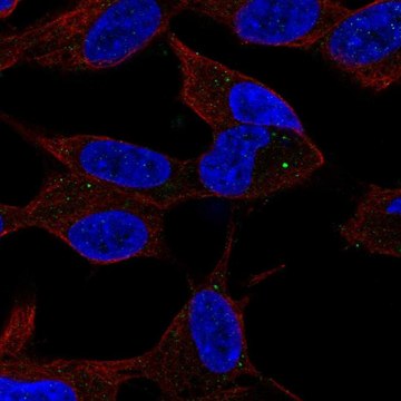 Anti-SPHK2 antibody produced in rabbit Prestige Antibodies&#174; Powered by Atlas Antibodies, affinity isolated antibody