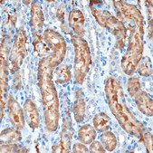 Anti-MUC4 Antibody, clone 5J3R7, Rabbit Monoclonal