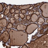 Anti-PGLS antibody produced in rabbit Prestige Antibodies&#174; Powered by Atlas Antibodies, affinity isolated antibody, buffered aqueous glycerol solution