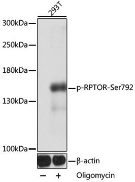 Anti-Phospho-RPTOR-Ser792 antibody produced in rabbit