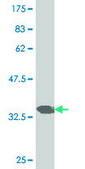 ANTI-PAX7 antibody produced in mouse clone 2B9, purified immunoglobulin, buffered aqueous solution