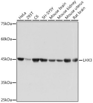 Anti-LHX3 Antibody, clone 0F3J8, Rabbit Monoclonal