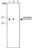 Anti-Mouse IgG (Fc specific)–Alkaline Phosphatase antibody produced in goat affinity isolated antibody, buffered aqueous glycerol solution