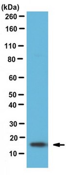 Anti-Fatty-acid binding protein 5 Antibody from rabbit