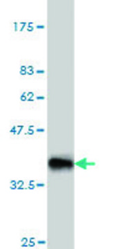 Monoclonal Anti-NODAL antibody produced in mouse clone 5A3, purified immunoglobulin, buffered aqueous solution