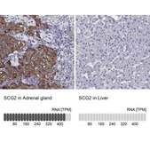 Anti-SCG2 antibody produced in rabbit Prestige Antibodies&#174; Powered by Atlas Antibodies, affinity isolated antibody, buffered aqueous glycerol solution