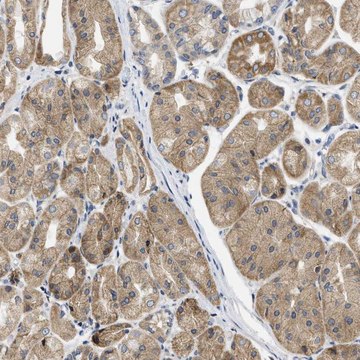 Anti-TMED1 antibody produced in rabbit Prestige Antibodies&#174; Powered by Atlas Antibodies, affinity isolated antibody, buffered aqueous glycerol solution