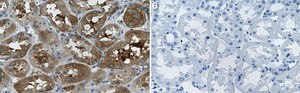 Anti-TFG Antibody, clone 1F9 ZooMAb&#174; Rabbit Monoclonal recombinant, expressed in HEK 293 cells