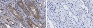 Anti-Selenoprotein P Antibody, clone 2G23 ZooMAb&#174; Rabbit Monoclonal recombinant, expressed in HEK 293 cells