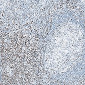 Monoclonal Anti-BCL11B antibody produced in mouse Prestige Antibodies&#174; Powered by Atlas Antibodies, clone CL6426, purified immunoglobulin, buffered aqueous glycerol solution