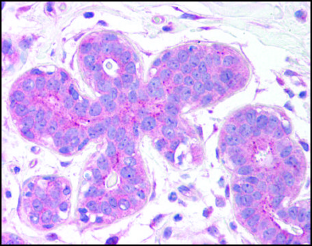 Anti-C12orf5 antibody produced in rabbit affinity isolated antibody, buffered aqueous solution