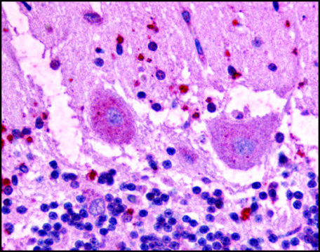Anti-GPR3 (AB2) antibody produced in rabbit affinity isolated antibody, buffered aqueous solution