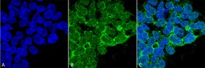 Monoclonal Anti-PP5 antibody produced in mouse clone 12F7