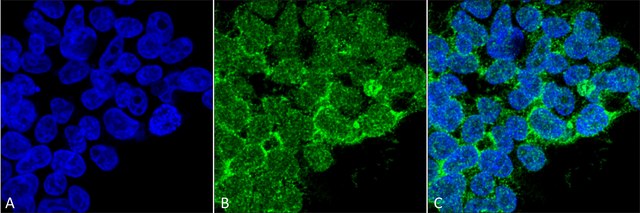 Monoclonal Anti-PP5-Atto 390 antibody produced in mouse clone 12F7
