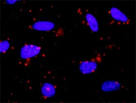 Monoclonal Anti-SMAD2 antibody produced in mouse clone 2D7, purified immunoglobulin, buffered aqueous solution