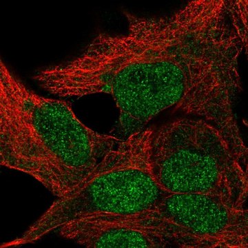 Anti-TBPL1 antibody produced in rabbit Prestige Antibodies&#174; Powered by Atlas Antibodies, affinity isolated antibody