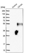 Anti-CD164 antibody produced in rabbit Prestige Antibodies&#174; Powered by Atlas Antibodies, affinity isolated antibody, buffered aqueous glycerol solution