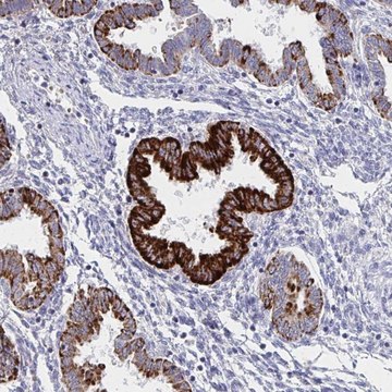 Anti-VWDE antibody produced in rabbit Prestige Antibodies&#174; Powered by Atlas Antibodies, affinity isolated antibody, buffered aqueous glycerol solution