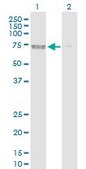 Anti-PRKAA2 antibody produced in rabbit purified immunoglobulin, buffered aqueous solution