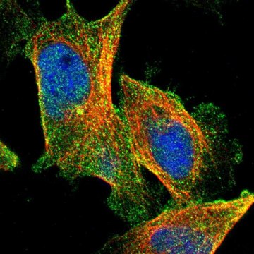 Anti-CPA4 antibody produced in rabbit Prestige Antibodies&#174; Powered by Atlas Antibodies, affinity isolated antibody, buffered aqueous glycerol solution