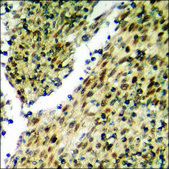 Anti-phospho-LKB1 (pSer428) antibody produced in rabbit affinity isolated antibody