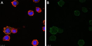 Anti-TNF&#945; Antibody, clone 3B20 ZooMAb&#174; Rabbit Monoclonal recombinant, expressed in HEK 293 cells